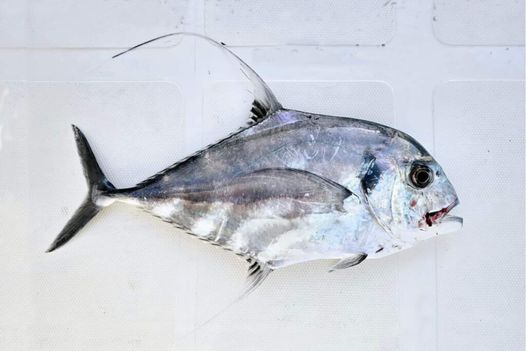 African pompano fish Alectis ciliaris kuwe rambu rambo-rambo