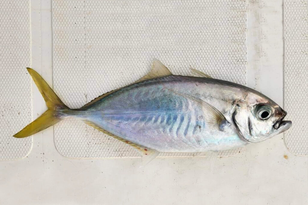 Barcheek Trevally Fish Caranggoides plagiotaenia Ikan Kuwe Baga Baga