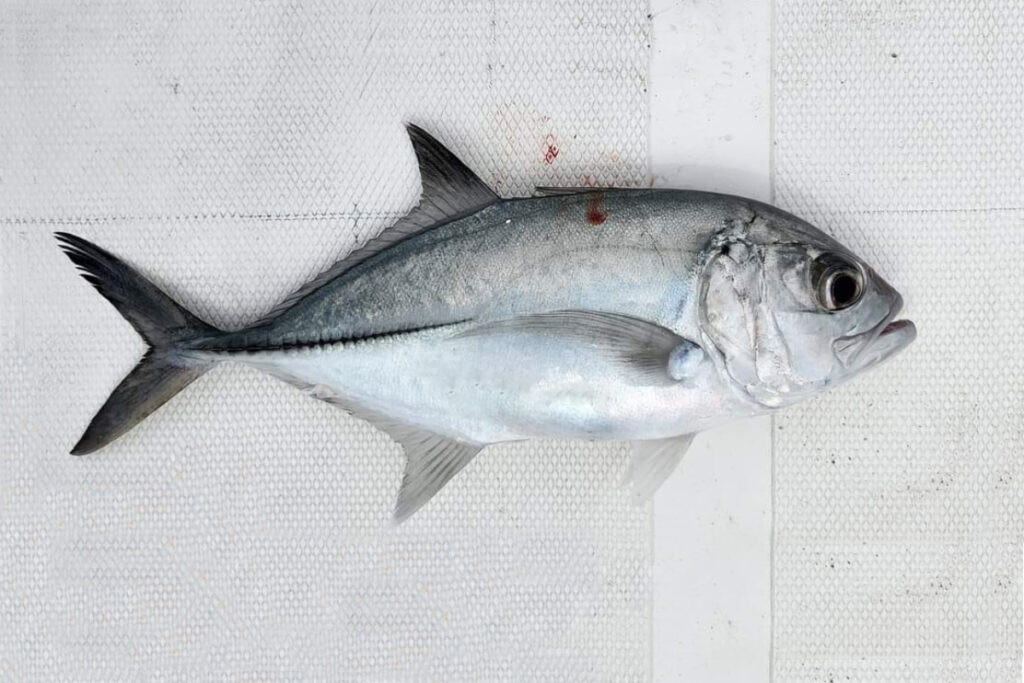 Bigeye trevally fish Caranx sexfasciatus Kuwe Ikan GT Garonggong