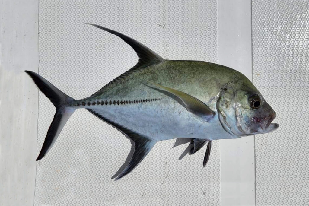 Black Jack Fish Caranx lugubrix Ikan Kuwe Sappe Bawa Cepa CEra Mata