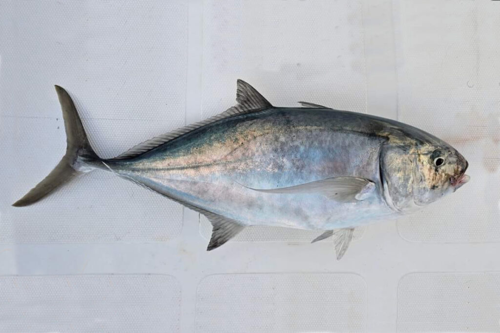 Bludger trevally fish Carangoides gymnostethus ikan Kuwe Terbang