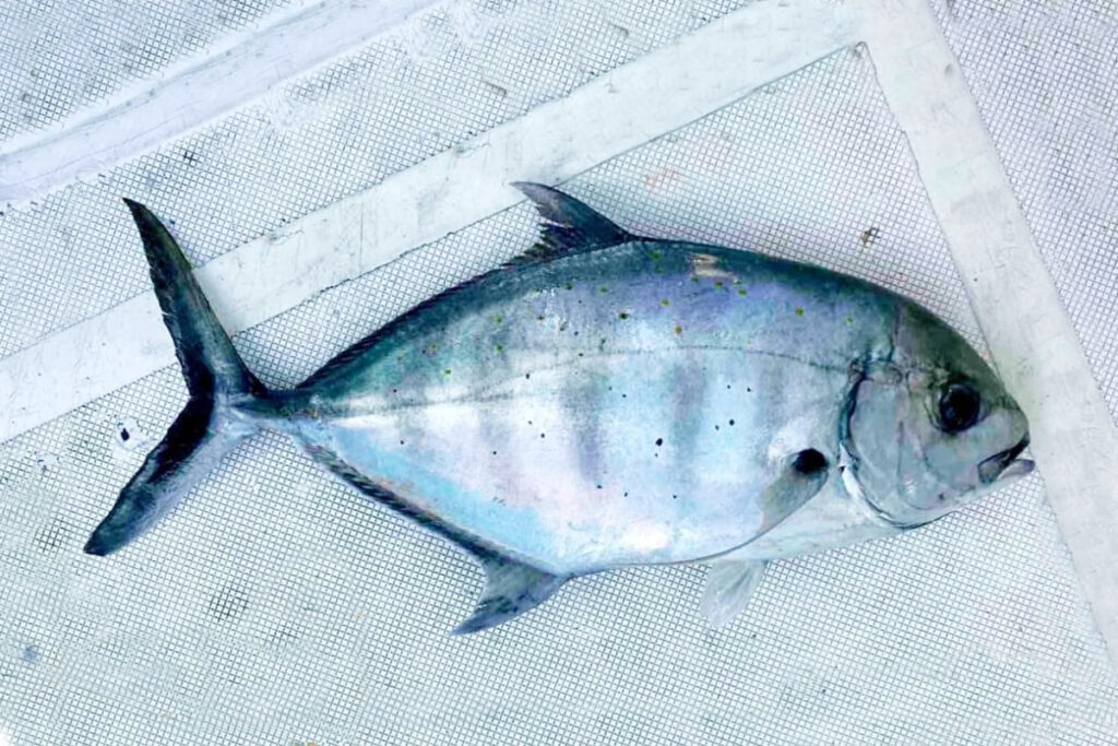 Blue trevally fish carangoides ferdau Kuwe Ikan GT