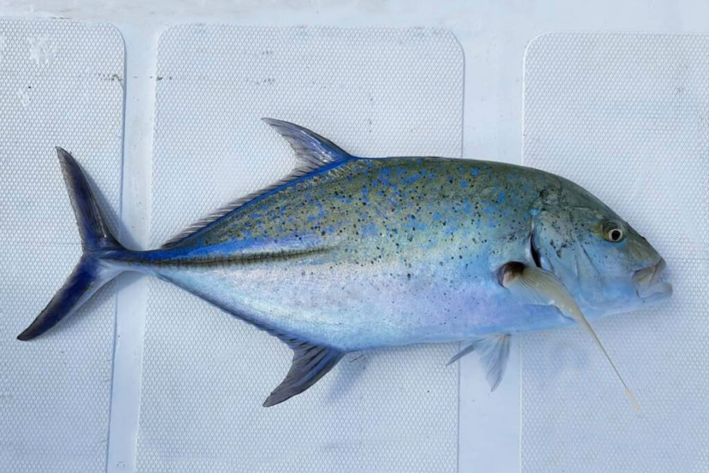 Bluefin Trevally Fish Ikan Caranx melampygus Kuwe Ekor Biru