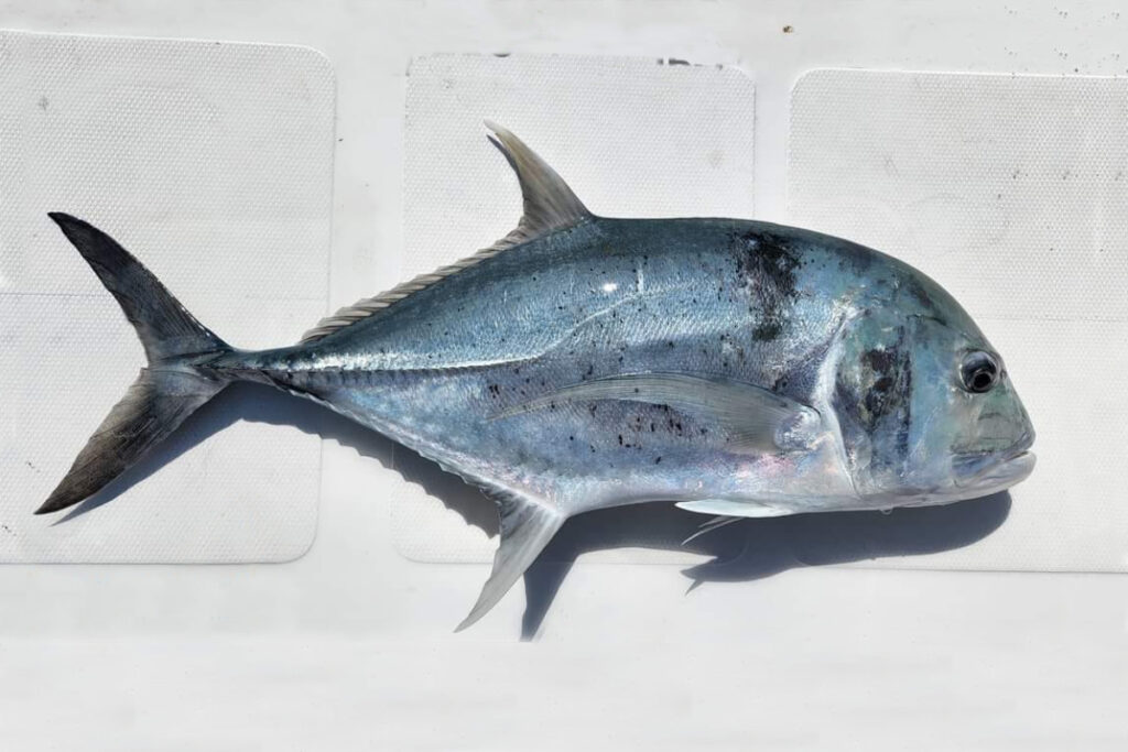 Giant Trevally Fish Caranx ignobilis Ikan Kuwe