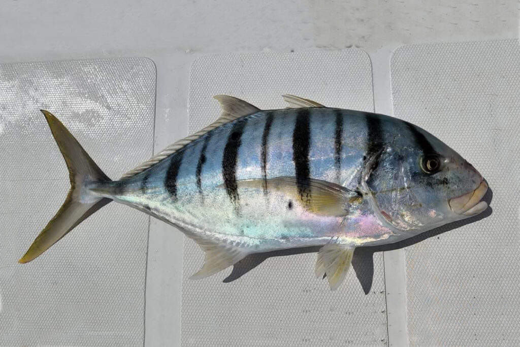 Golden trevally fish gnathanodon speciosus ikan Kuwe mangali