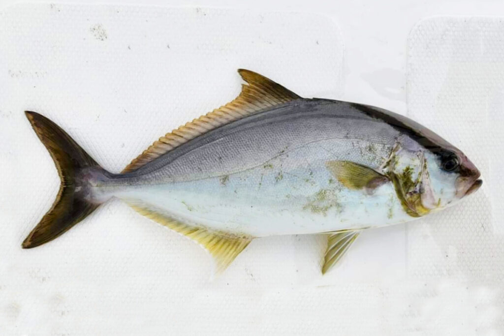 Greater Amberjack Fish Ikan GT Seriola dumerliri