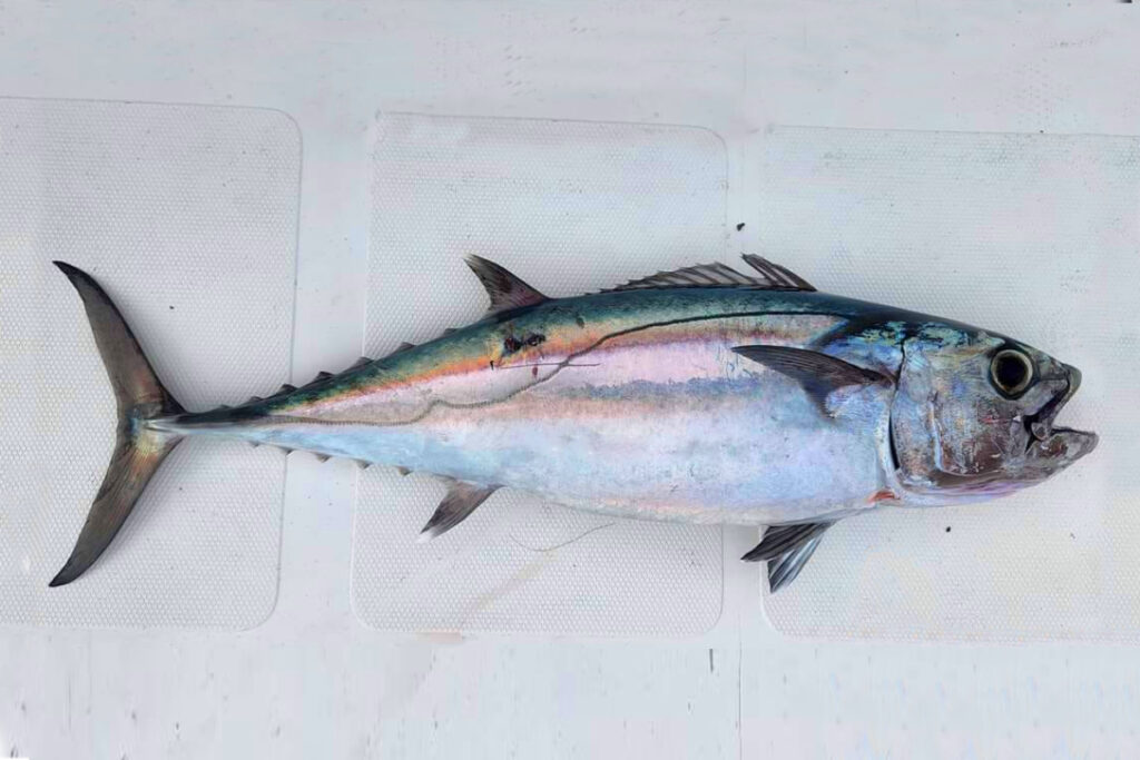 Gymnosarda unicolor dogtooth Ikan tuna gigi anjing