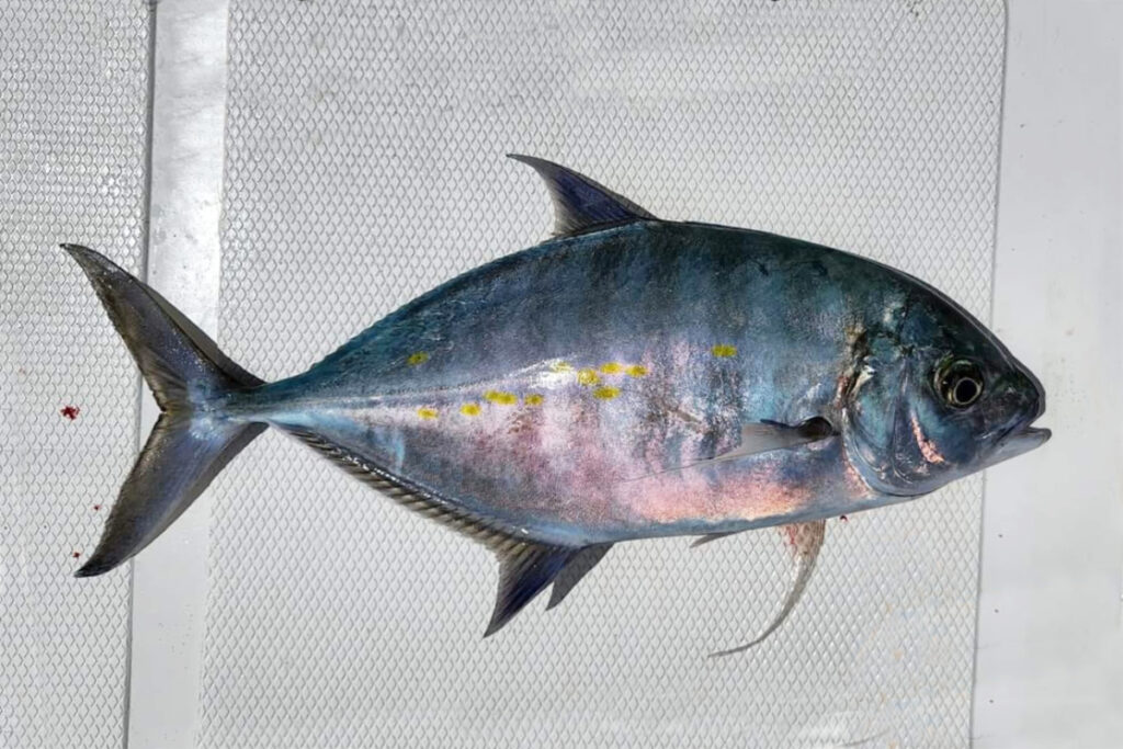 Island trevally Fish Carangoides orthogrammus