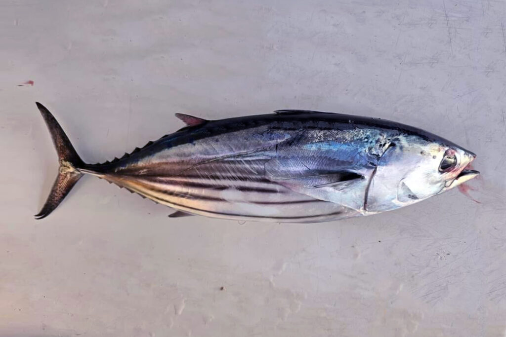 Katsuwonus pelamis Skipjack Tuna Cakalang Gonrong