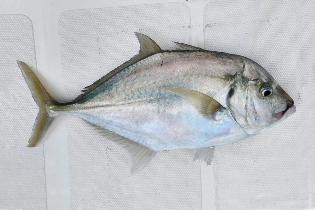 Malabar trevally Fish Carangoides malabaricus Ikan Kuwe Sappe Bawa