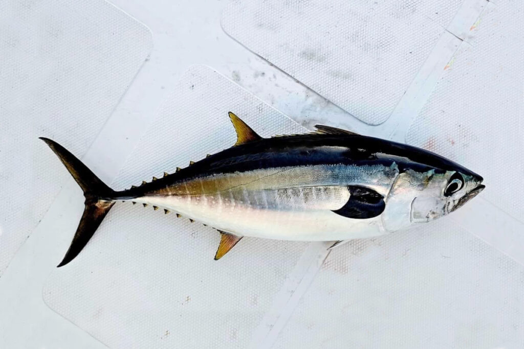 Thunnus albacares yellowfin tuna sirip kuning ikan pancing