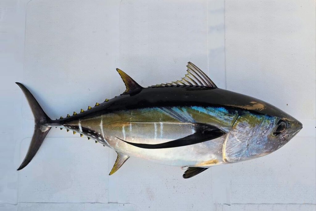 Thunnus obesus Bigeye Tuna Yellowfin Tuna Mata Bola