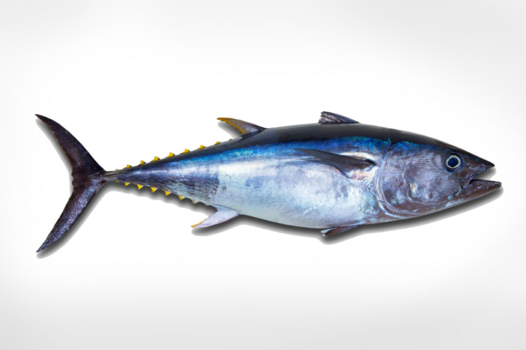 Thunnus thynnus Ikan Blue Fin Cakalang Super Segar