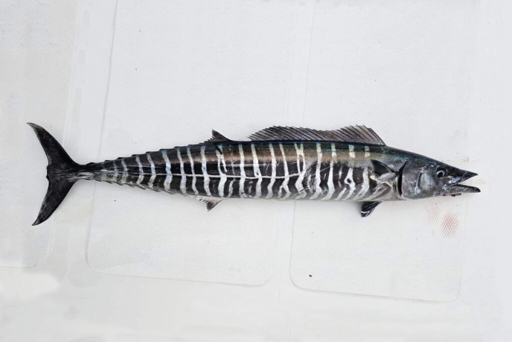 acanthocybium solandri wahoo tuna tenggiri