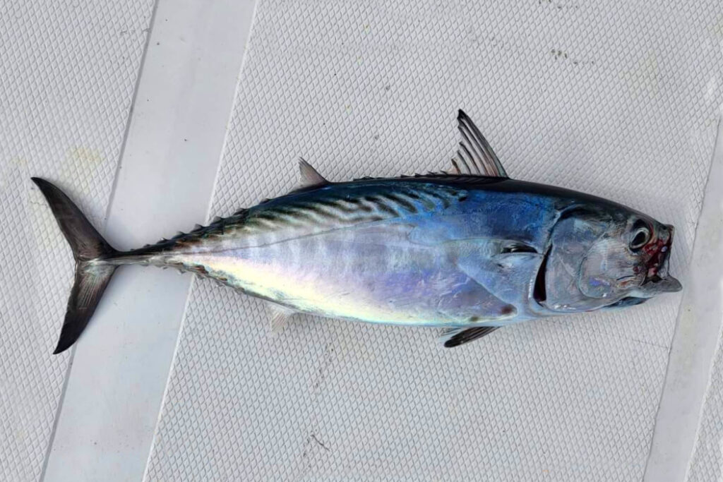 Euthynnus affinis Kawaka Tuna Komo