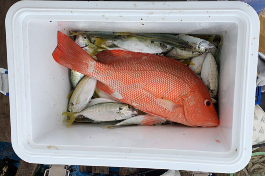 Ikan Kakap Merah Pankep