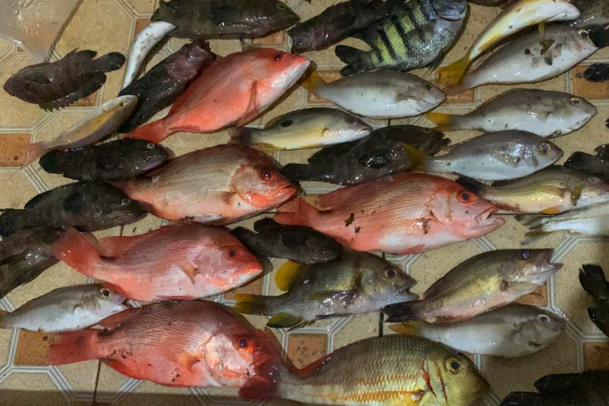 Ikan Kakap Merah Spot Batu Batu Galesong