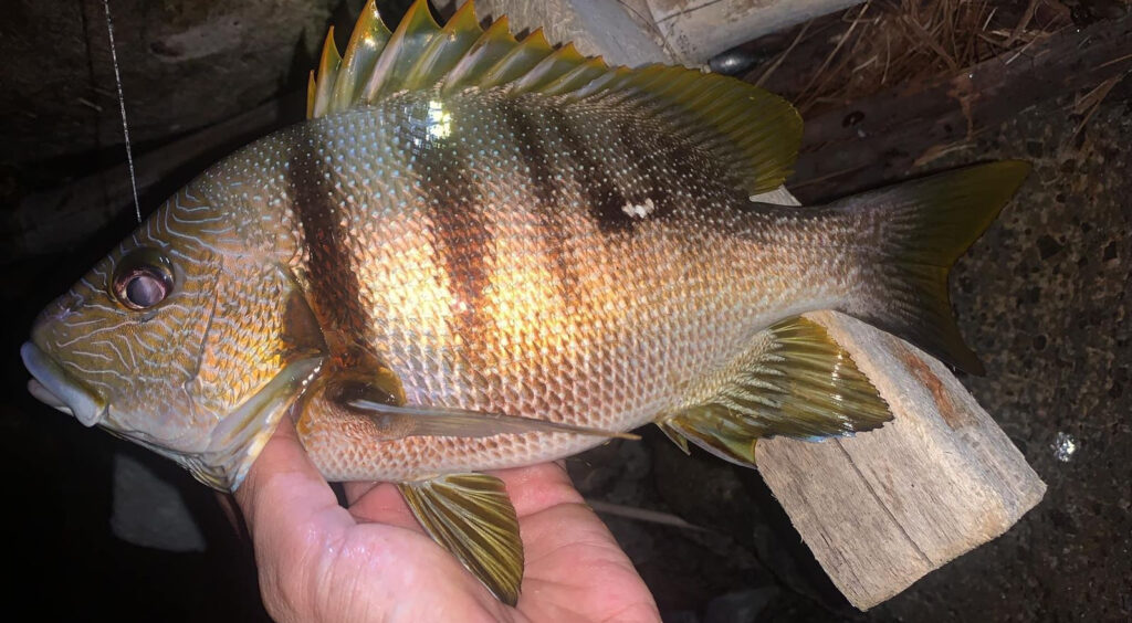 Ikan Marpisang Kakap Gaga