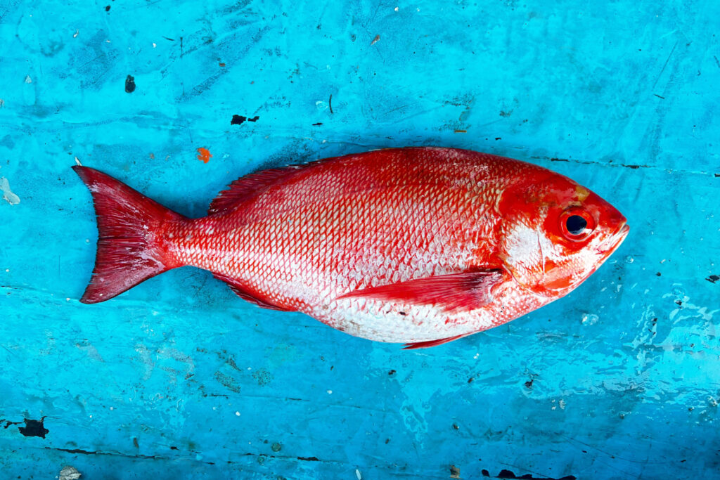 Bambangan Rappo Rappo Ikan Kakap merah Laut Dalam Taka Bakkang