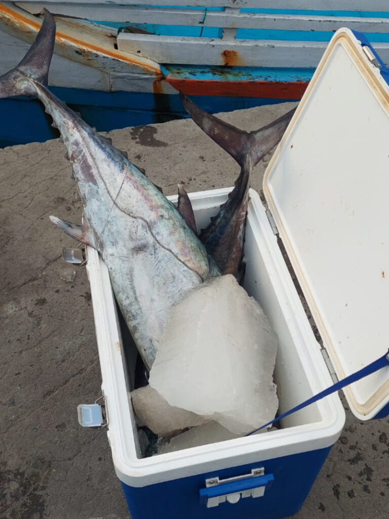 Ikan Tuna Gigi Anjing Dog Tooth Spot Mancing Taka Bakkang Sulawesi Selatan