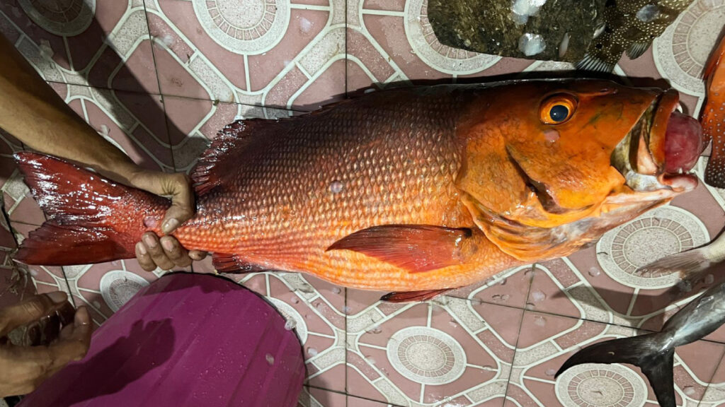 Tinador atau Red Bass Selat Makassar