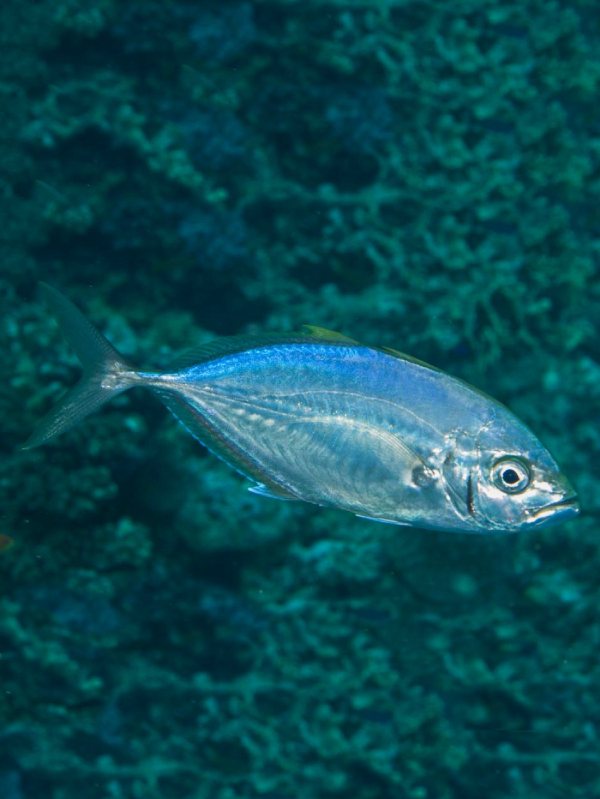 Carangoides palgoiotaenia Ikan Baga Baga