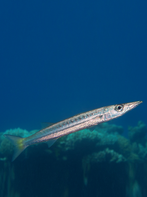 Ikan Asa Panggallasang Barakuda Sphyraena flavicauda