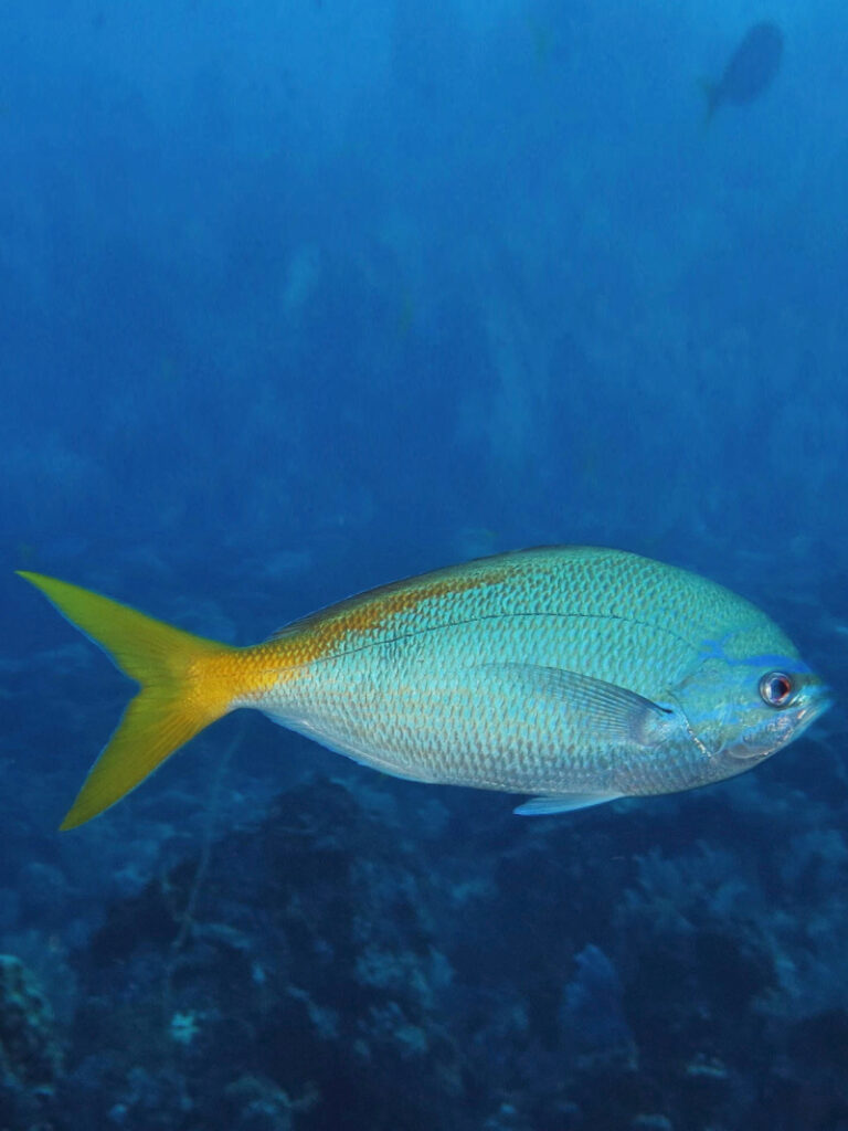 Ikan Selar Kuning Caesio cuning Yellow Fusilier