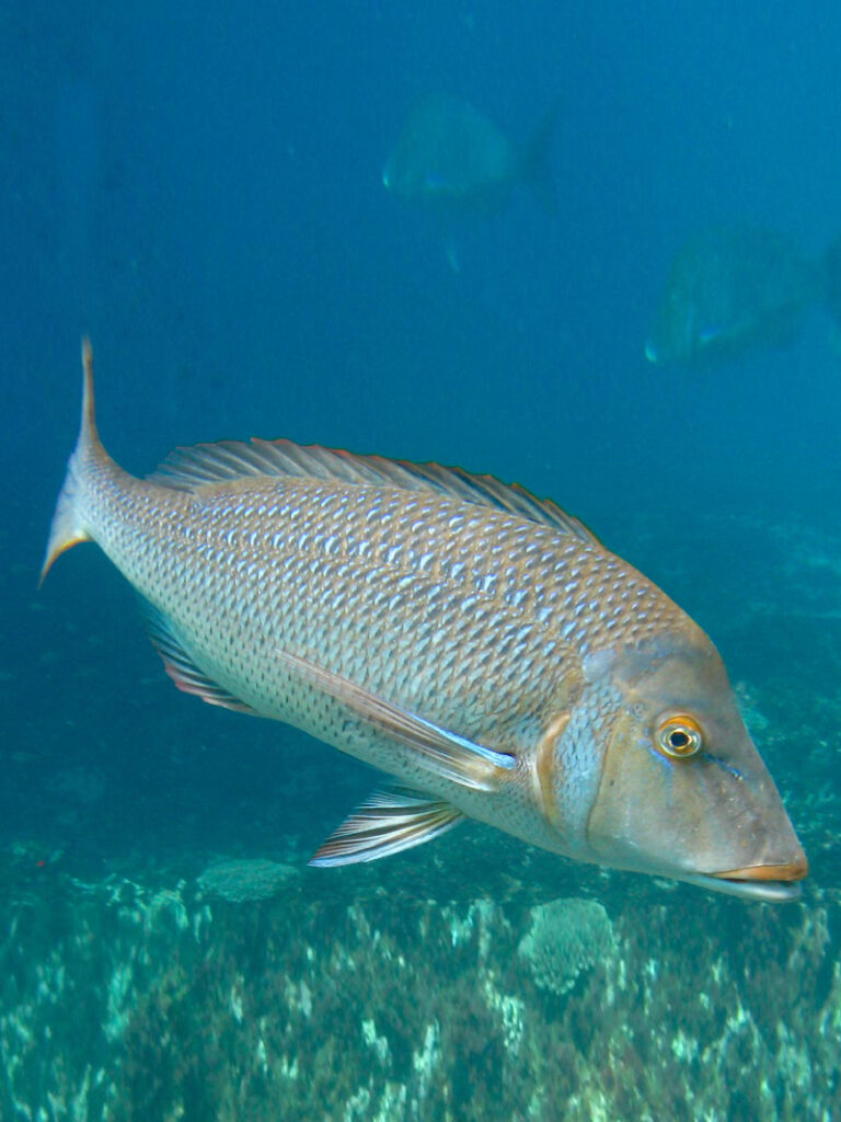 Lethrinus nebulosus spangled emperor ikan Katamba Usu