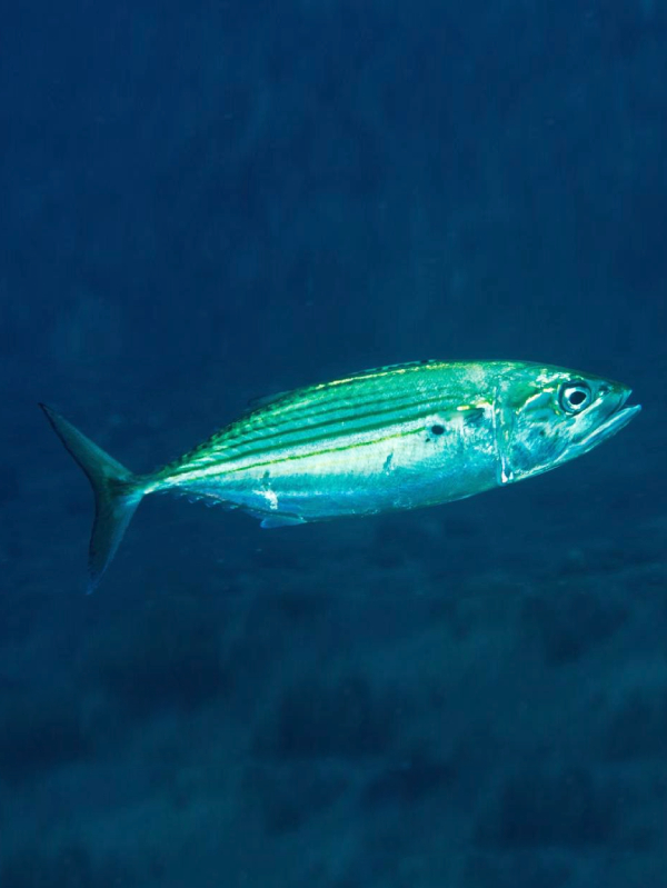 Rastrelliger kanagurta Ikan Kembung Banjar banyara Ruma-ruma