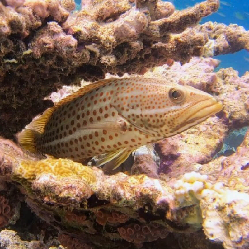 Anyperodon leucogrammicus Kiapu tallah Ikan Sunu Super