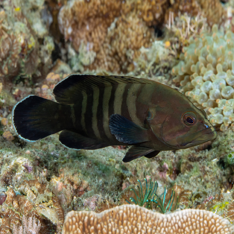 Cephalopholis boenak Bandih Ikan Sunu Onga-Onga