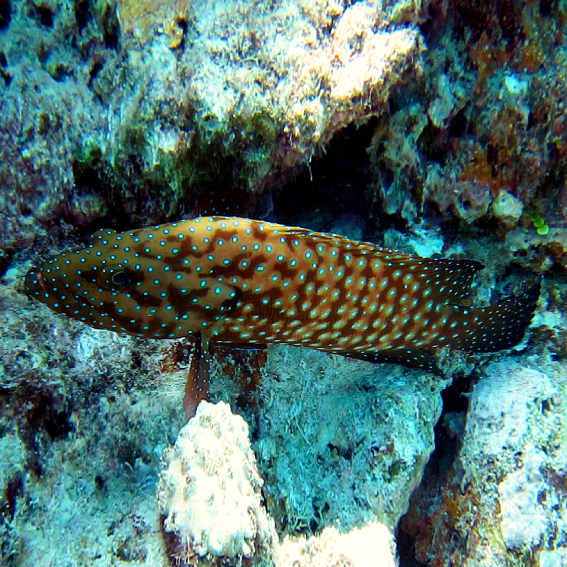 Cephalopholis cyanostigma Kerapu Karang Ikan Sunu Karang super