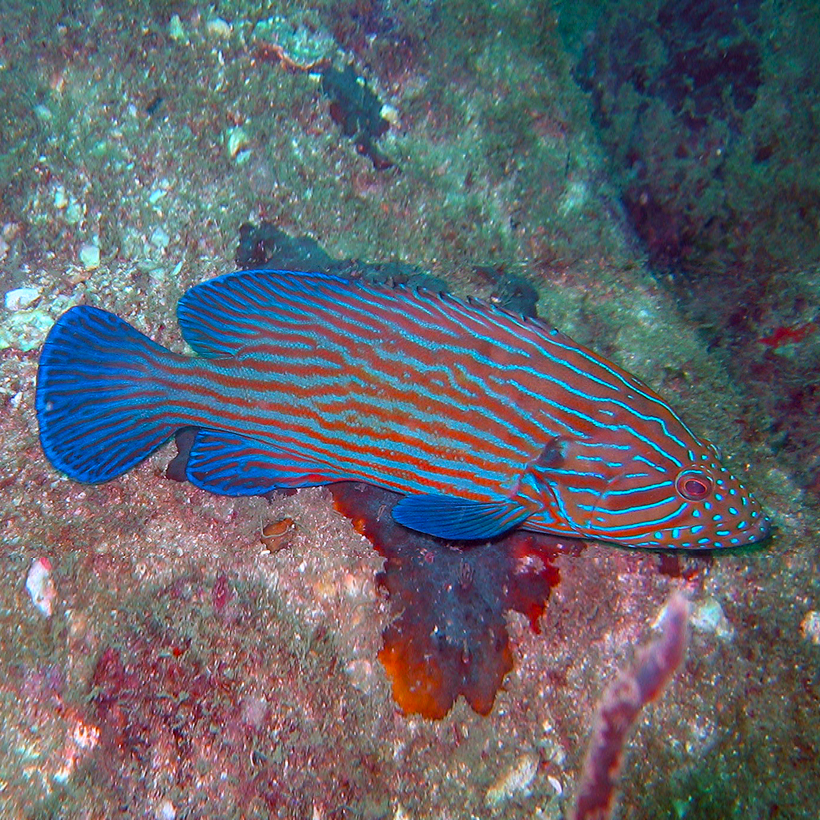 Cephalopholis formosa Bluelined hind Green spotted Ikan Sunu Super macan