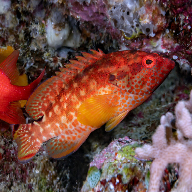 Cephalopholis leopardus Leopard rock cod Sunu Macan Merah Mahal