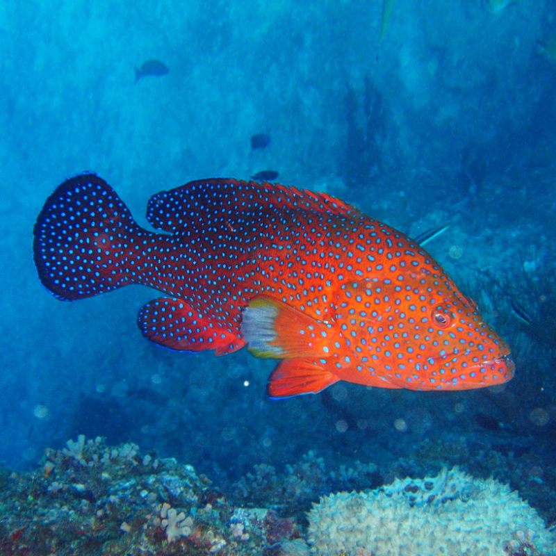 Cephalopholis miniata Ikan Sunu Kerapu MErah