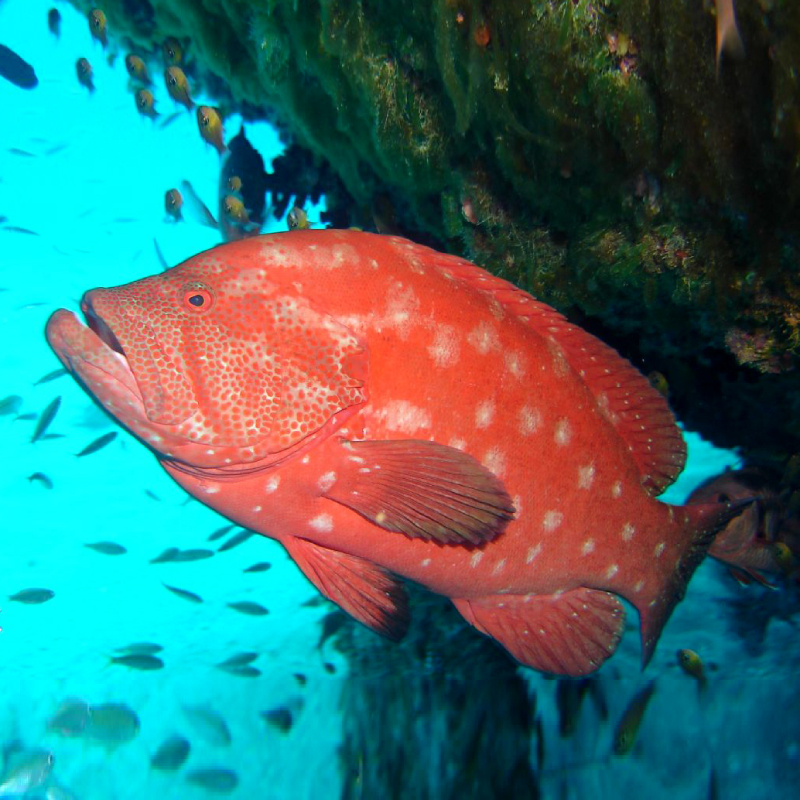 Cephalopholis sonnerati Ukan Sunu Super Merah