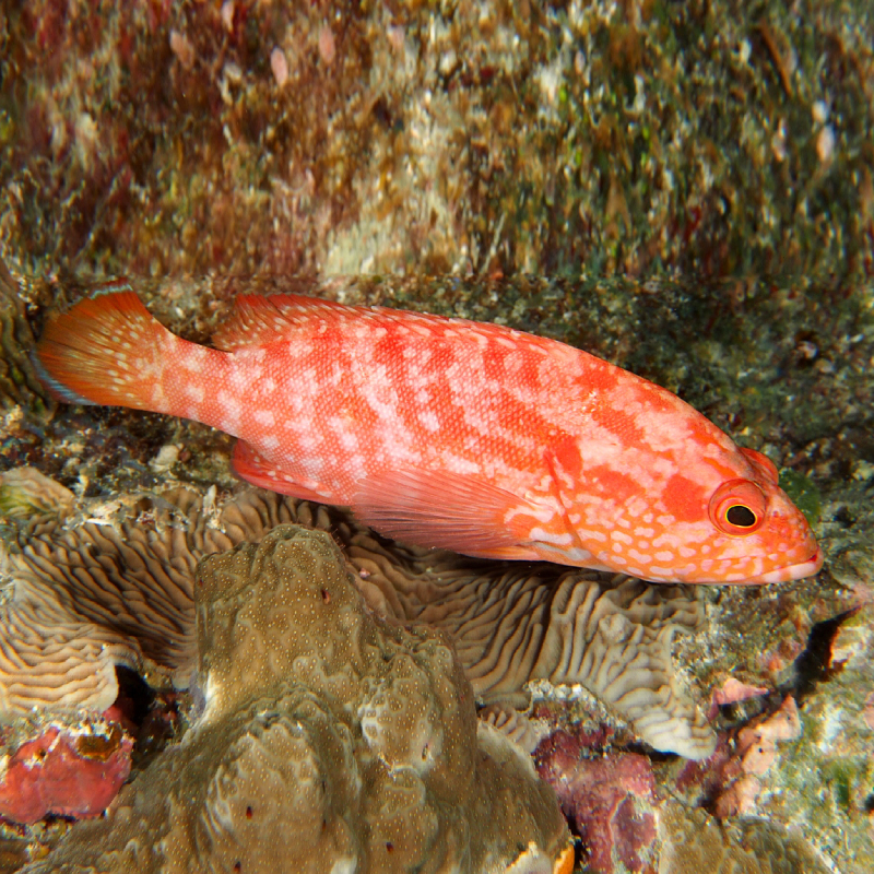 Cephalopholis spiloparaea Kiapu merah polos Ikan Kerapu Strawberry