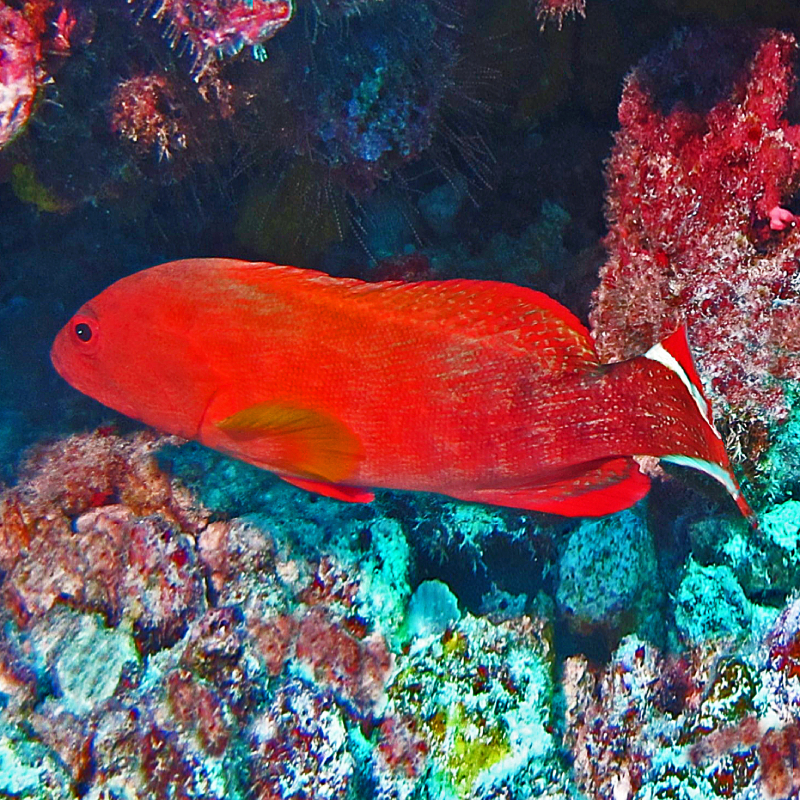 Cephalopholis urodeta Ikan Sunu Merah dan manis