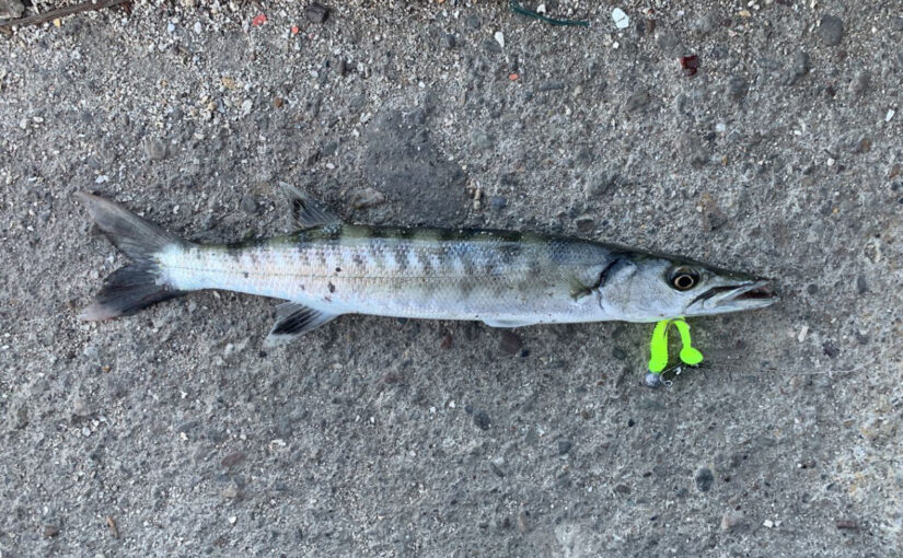 Baracuda makan umpan Soft lure hijau spot mancing Makassar