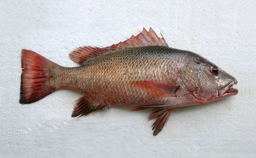 Lutjanus argentimaculatus Mangrove Jack Kakap Merah Muara Gangrang Eja