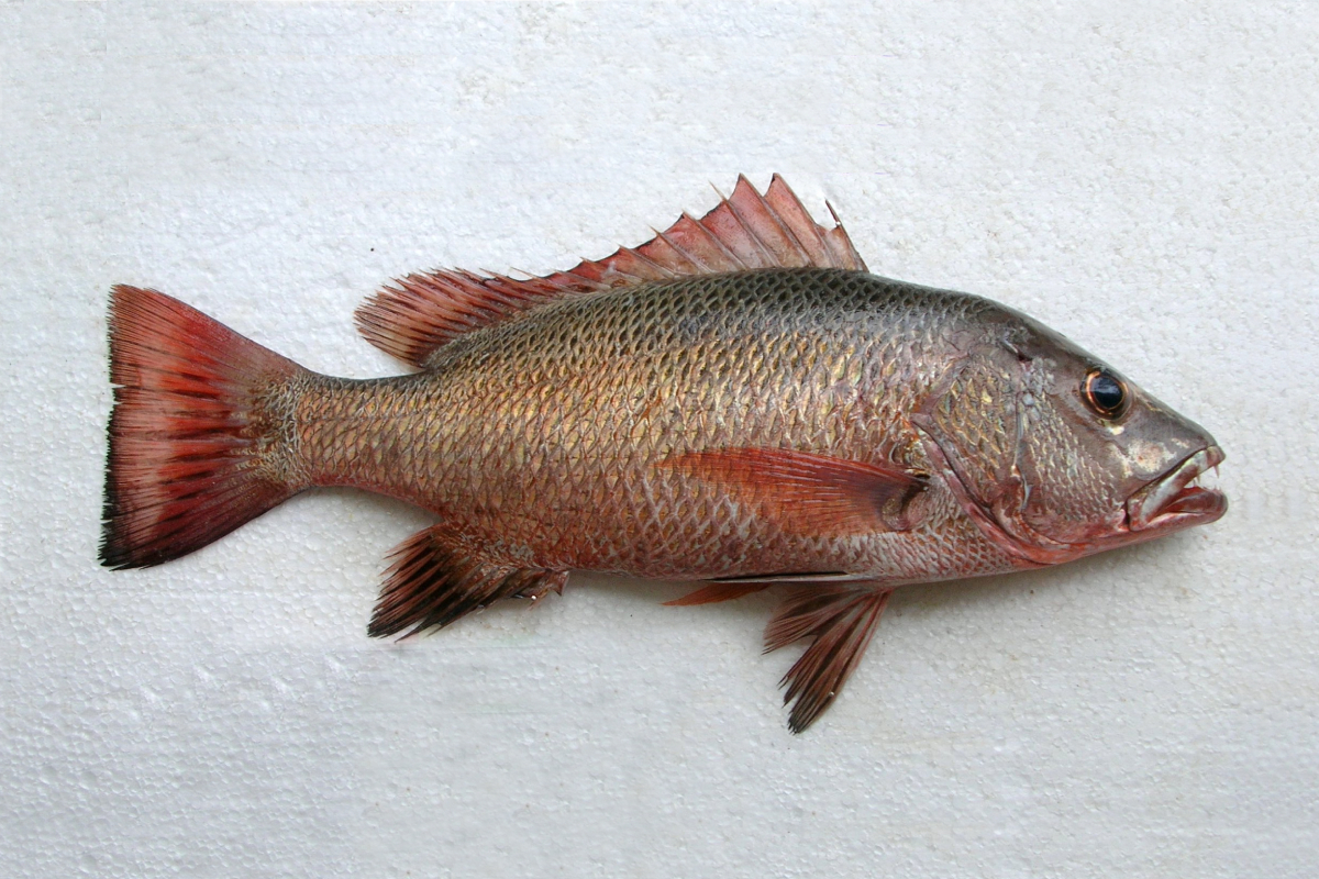 Lutjanus argentimaculatus Mangrove Jack Kakap Merah Muara Gangrang Eja