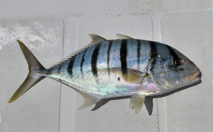 Mengenal Jenis-Jenis Ikan Kuwe – Trevally Fish