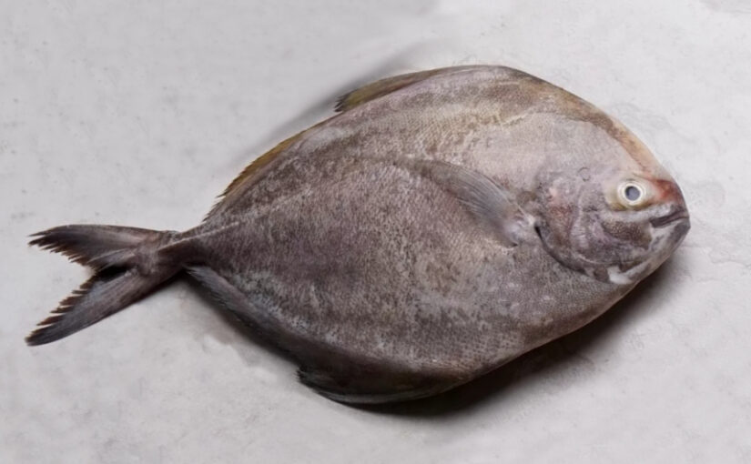Bawal Hitam atau Ikan Dorang