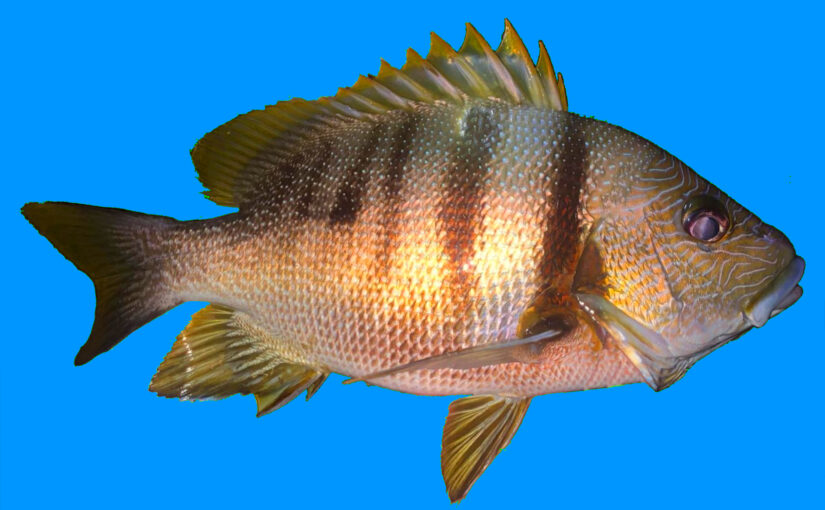 Ikan Marpisang – Kakap Gaga (Lutjanus rivalitus)