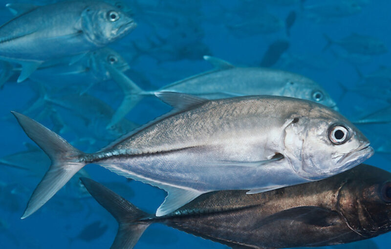 Nama-Nama Ikan Laut Dalam Bahasa Bugis Makassar