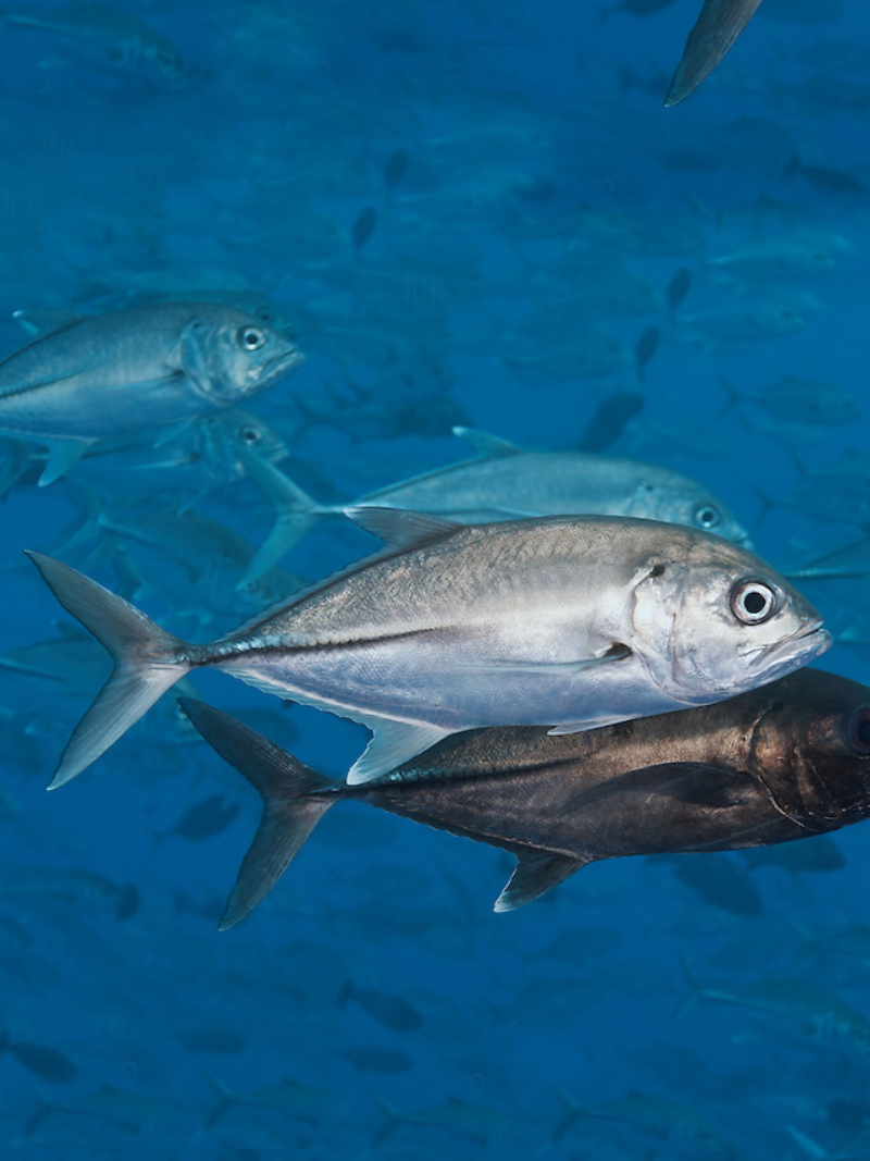 Bigeye trevally Ikan Garonggong Bakuta