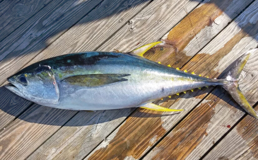 Makalah Tingkah Laku Ikan Tuna Big Eye – Thunnus obesus