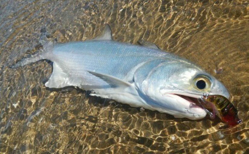 Tips Mancing Ikan Laosan – Blue Threadfin